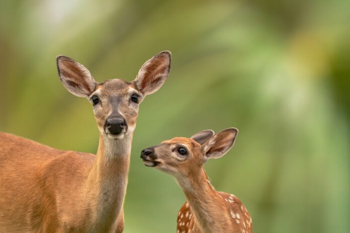 a baby deer standing next to an adult deer