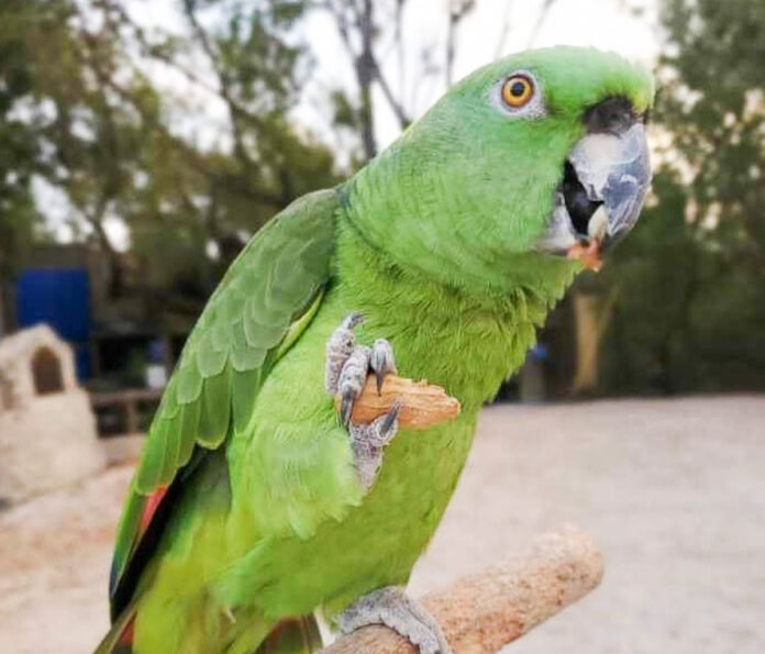 a green parrot sitting on top of a tree branch