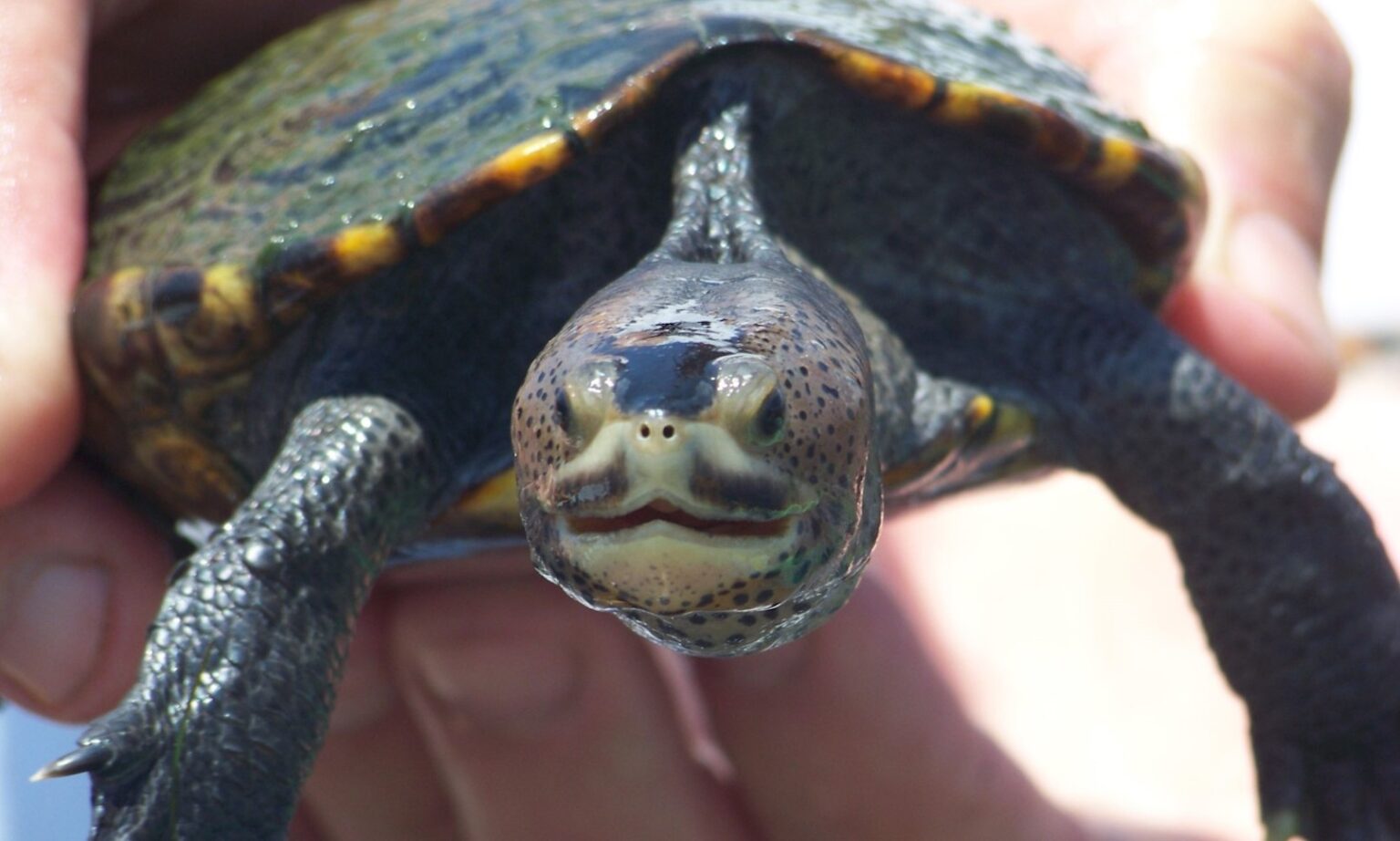 NEW RECREATIONAL CRAB TRAP RULE AIMED TO PROTECT TURTLES