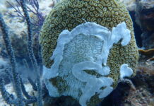 a coral covered in white corals and seaweed