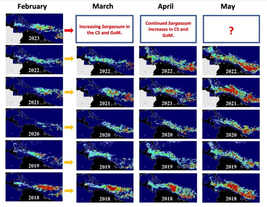 STICK TO THE SCIENCE WHAT TO KNOW AS THE SARGASSUM ‘BLOB’ APPROACHES