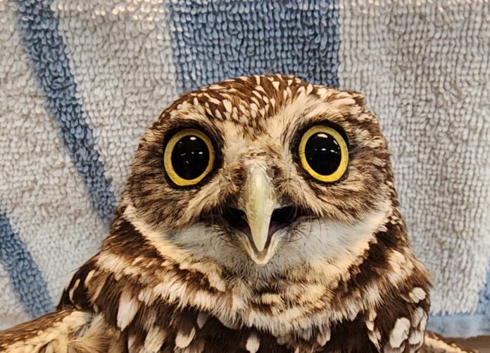 a close up of an owl with a towel in the background