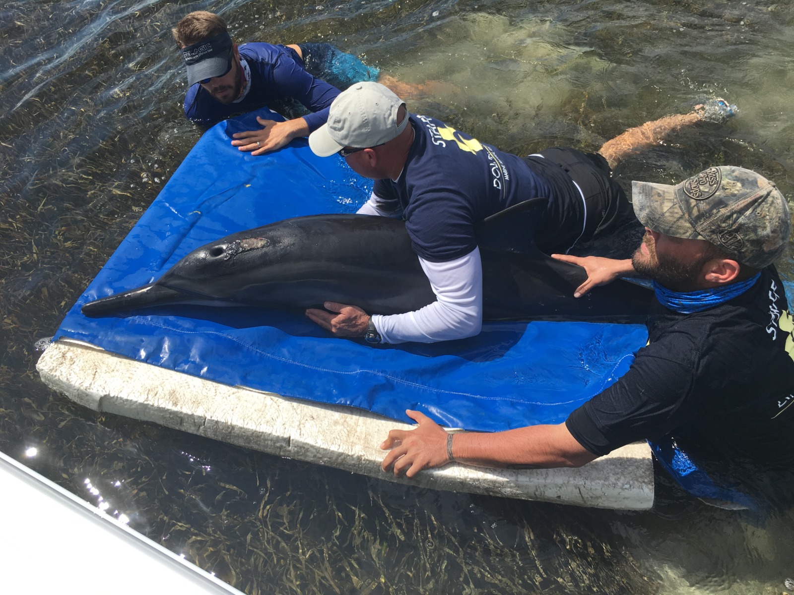 NEW ‘PROTECT CENTER’ IN ISLAMORADA BREATHES NEW LIFE FOR INJURED MARINE ...