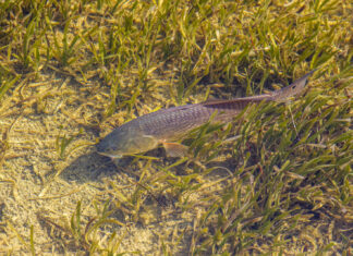 a fish in the water near some grass