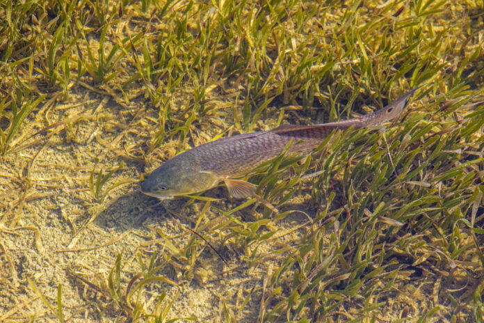 a fish in the water near some grass