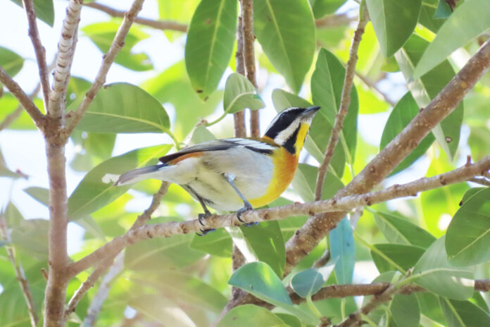 a bird sitting on a branch of a tree