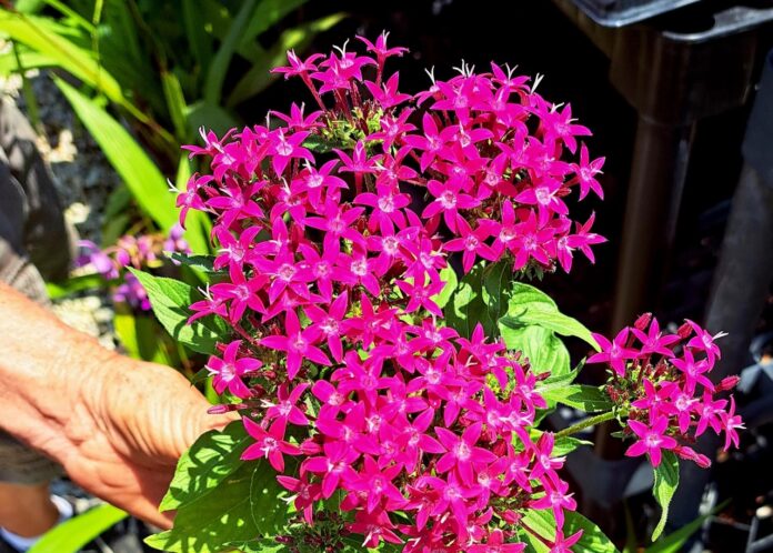 a person holding a purple flower in their hand