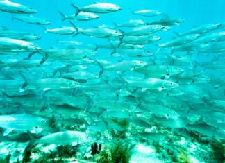 BRINGING BACK BONEFISH: AN ENCOURAGING DISCOVERY IN THE FLORIDA KEYS WATERS a school of fish swimming in the ocean