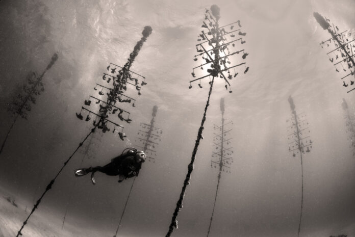 a fish swimming in the water near a bunch of plants