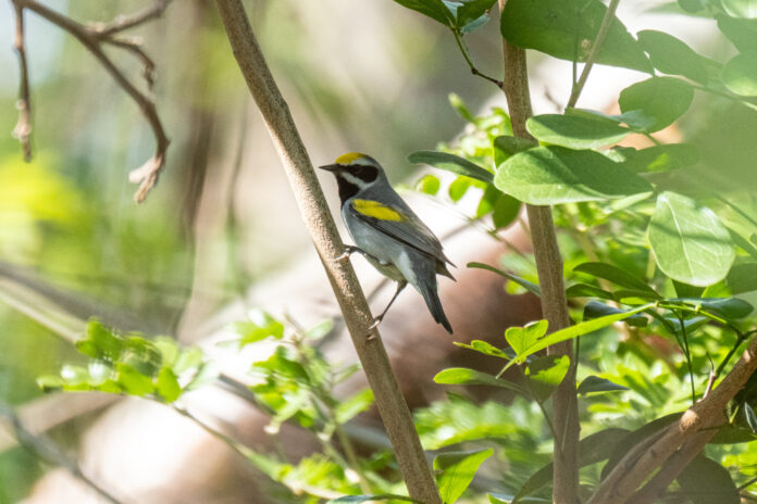 a small bird perched on a tree branch