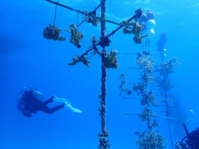 CRF nursery 3 Large a man swimming under a blue ocean next to a tree