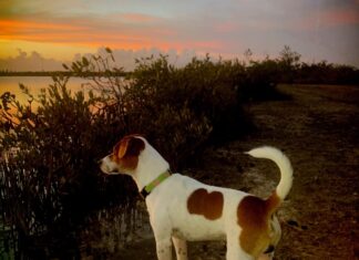 a brown and white dog standing next to a body of water