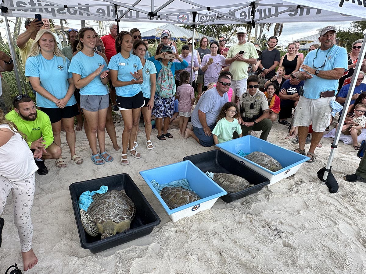 FANTASTIC FOUR: TURTLE HOSPITAL MARKS WORLD TURTLE DAY WITH QUADRUPLE  RELEASE