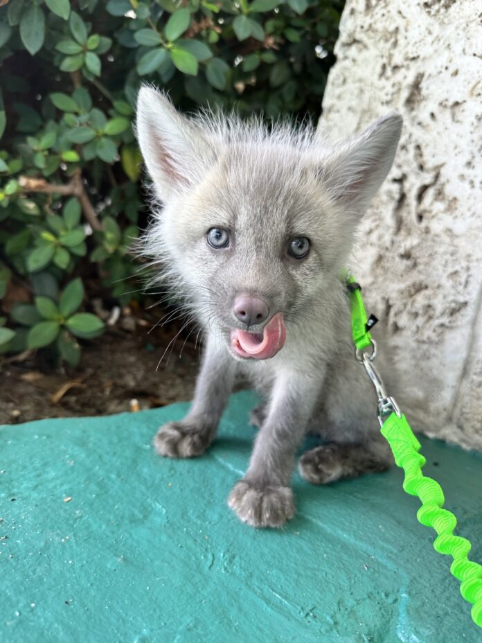 a small gray wolf cub on a green leash