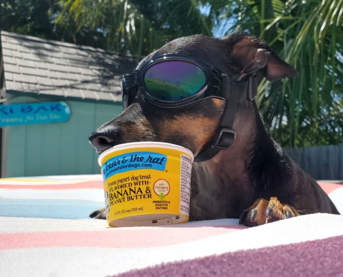 Ziggy Bday 1 a dog with sunglasses and a cup of ice cream