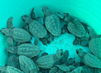 a group of baby turtles in a bucket