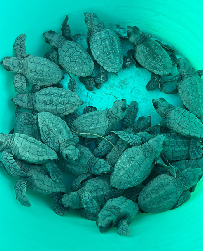 a group of baby turtles in a bucket