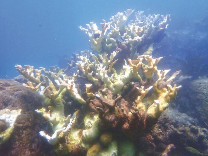 a large group of corals on a coral reef