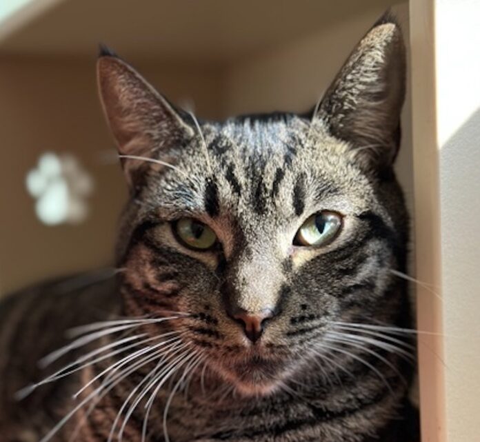 a close up of a cat laying on a shelf