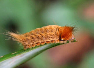 PAWS IN PARADISE: OUR ISLAND HOME COMES WITH PET PERILS a close up of a caterpillar on a leaf
