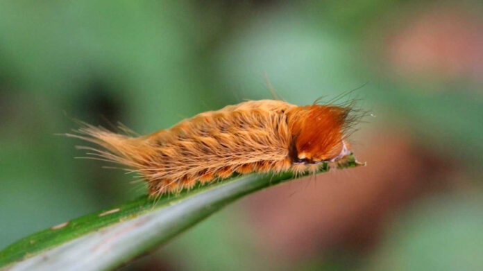 a close up of a caterpillar on a leaf