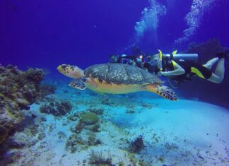 a man scubas with a turtle in the ocean