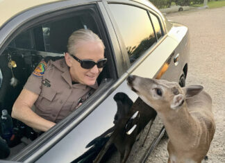 a woman in a police uniform sitting in a car next to a deer