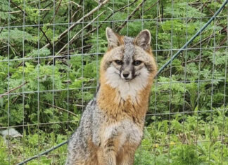 a fox sitting on a rock in front of a fence
