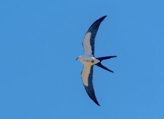 WILD THINGS: THE SUBTLE MOVES OF THE SWALLOW-TAILED KITE a large bird flying through a blue sky