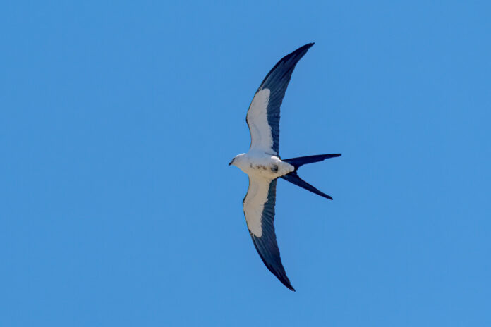 a large bird flying through a blue sky