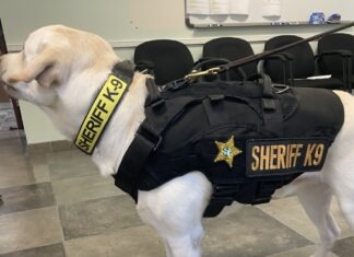DRUG-SNIFFING K-9 MAKO RECEIVES BALLISTIC VEST THANKS TO DOCTOR’S DONATION a white dog wearing a black sheriff vest