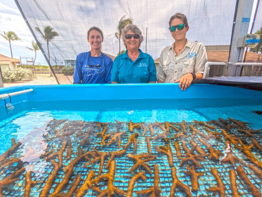 KEYS MARINE LAB & CORAL PRACTITIONERS COLLABORATE TO BEAT THE HEAT