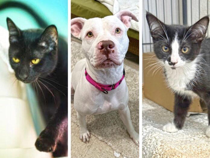 three different pictures of a dog and a cat