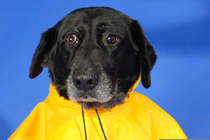 a black dog wearing a yellow rain coat