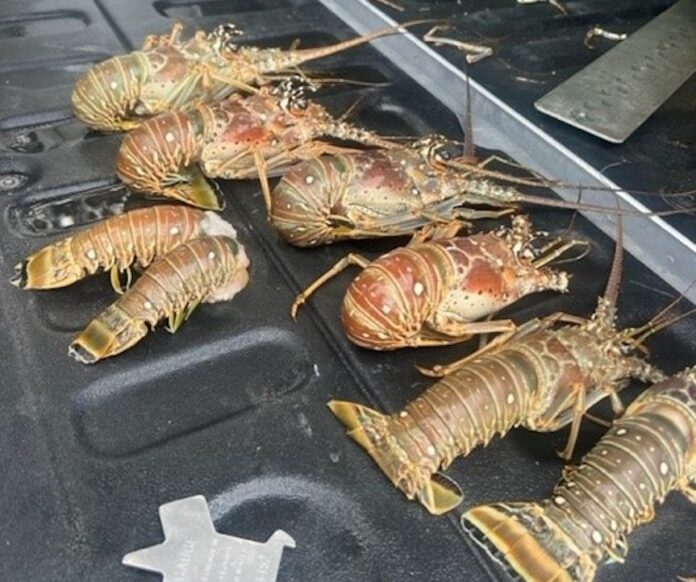 a bunch of lobsters that are on a grill