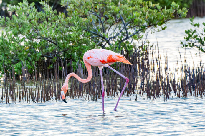 a pink flamingo standing in a body of water