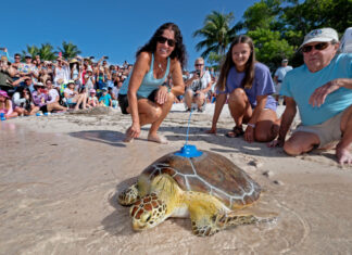 a group of people watching a turtle on the beach