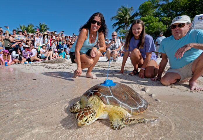 a group of people watching a turtle on the beach