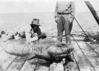 a man standing next to a dead shark on a boat