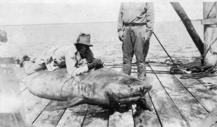 hydenoil big pine 1920s john harold sands jr collection bw a man standing next to a dead shark on a boat