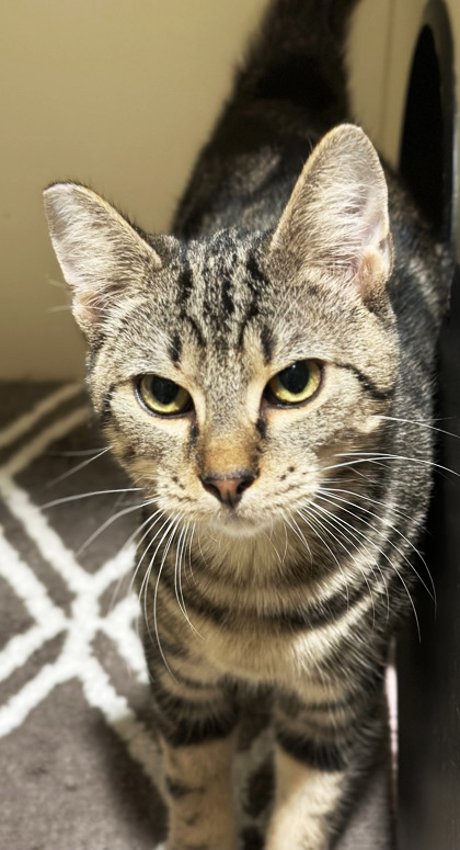 MEET SOME FURRY FACES AT THE FLORIDA KEYS SPCA IN KEY WEST