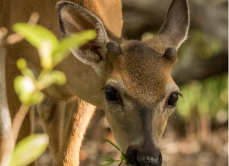a young deer eating grass in the woods
