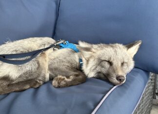 a dog is sleeping on a blue couch