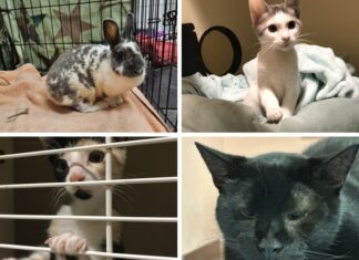 four different pictures of cats in a cage