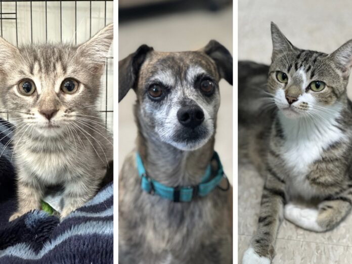 three different pictures of a cat and a dog
