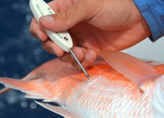 a person cutting a fish with a pair of scissors