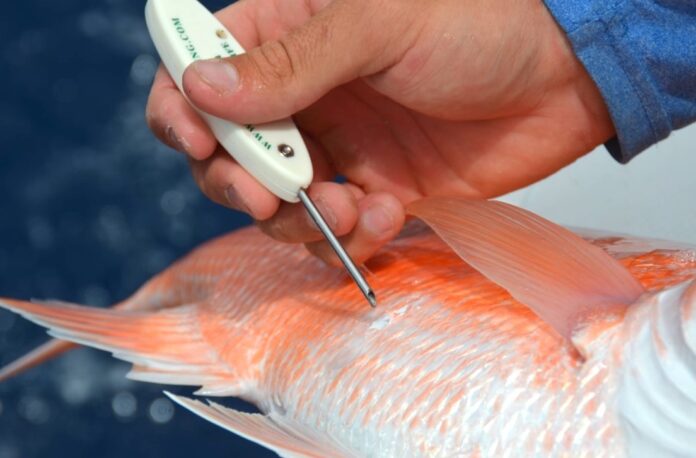 a person cutting a fish with a pair of scissors