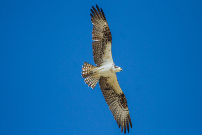 a large bird flying through a blue sky