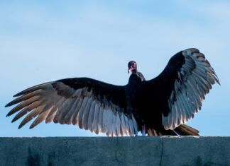 a large bird sitting on top of a cement wall