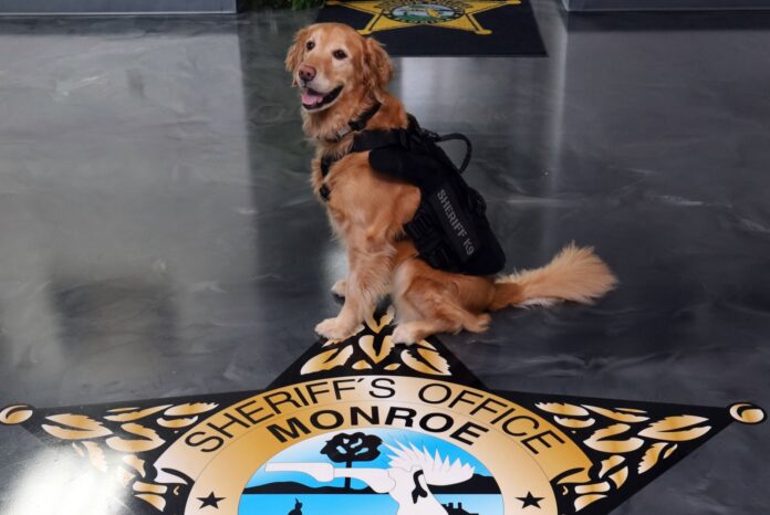 a dog sitting on top of a star shaped sign